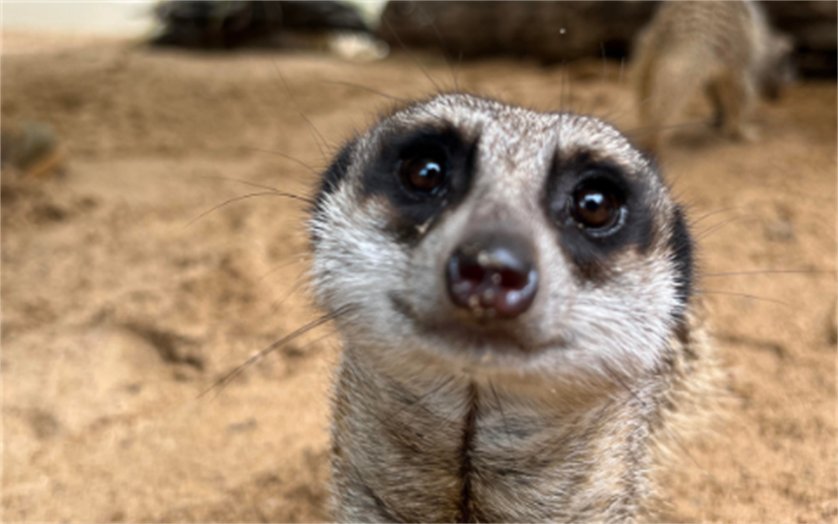 Meerkat Encounter Frequently Asked Questions Rockhampton Zoo