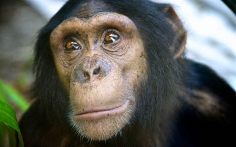 THUMB-Chimpanzee-Alon-Rockhampton-Zoo-17.jpg