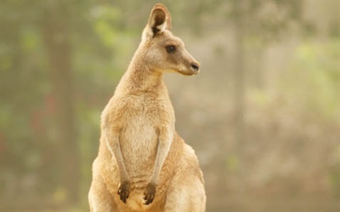 THUMB-Kangaroo-Rockhampton-Zoo-12.jpg