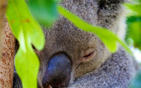 THUMB-Koala-Rockhampton-Zoo-1.jpg