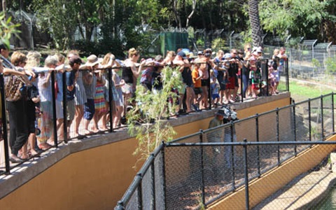 THUMB-People-watching-crocodiles-Rockhampton-Zoo.jpg
