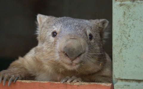 Wombats Rockhampton Zoo