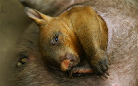 THUMB-Wombat-Rockhampton-Zoo-9.jpg