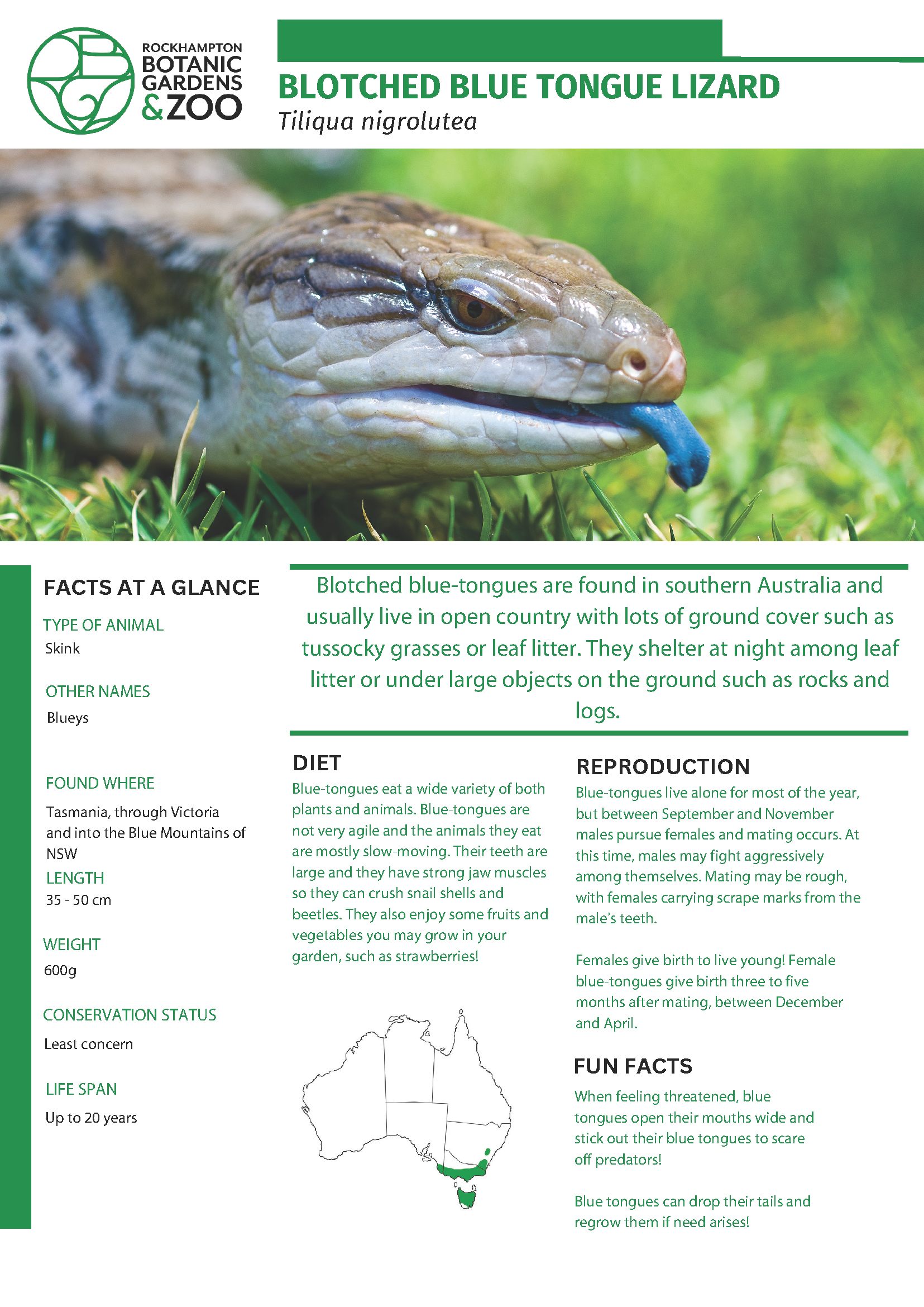 Blotched-Blue-tongue-lizard-2.png