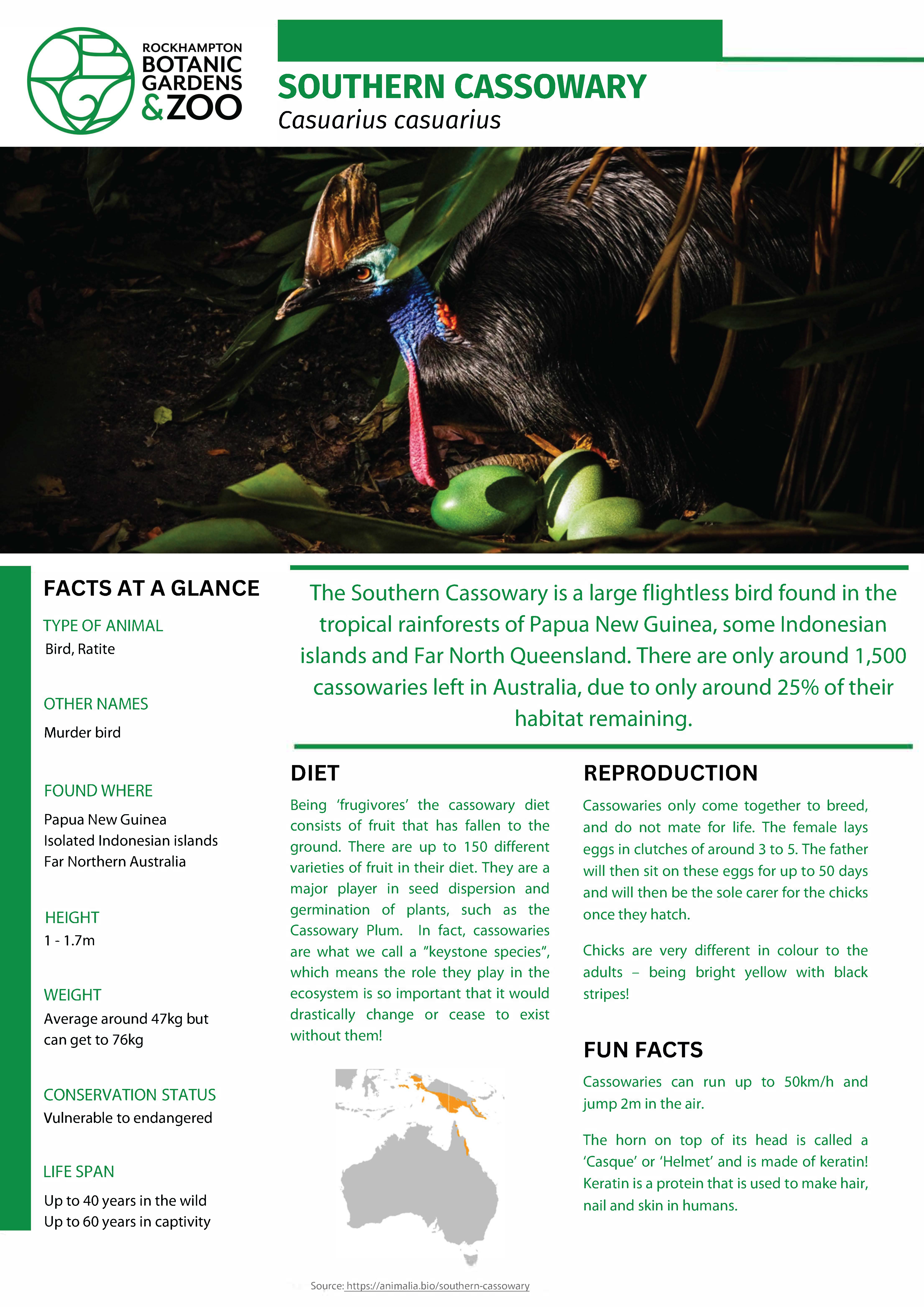 Cassowary-Educational-Fact-Sheet.png