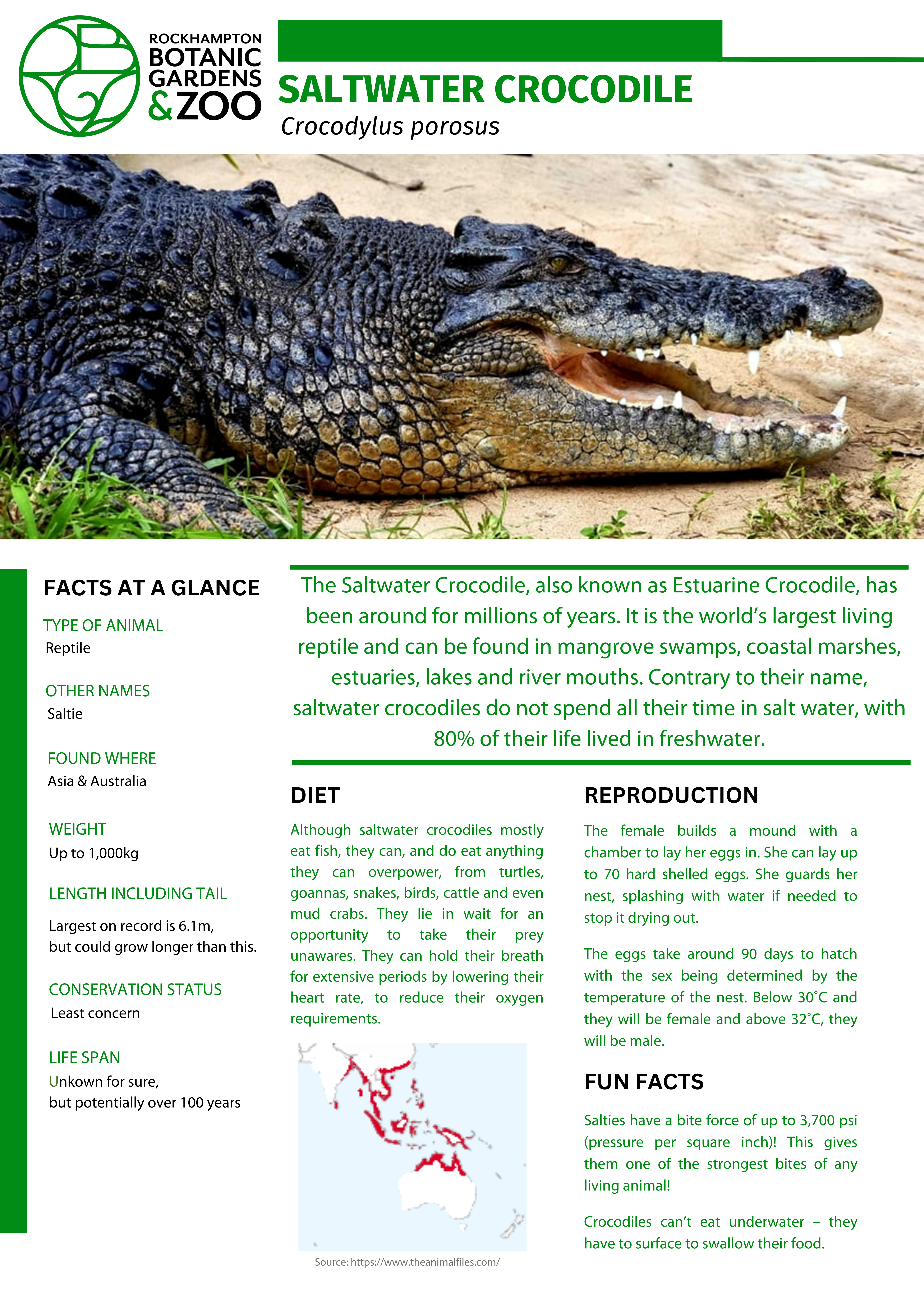 Crocodile-Educational-Fact-Sheet.png