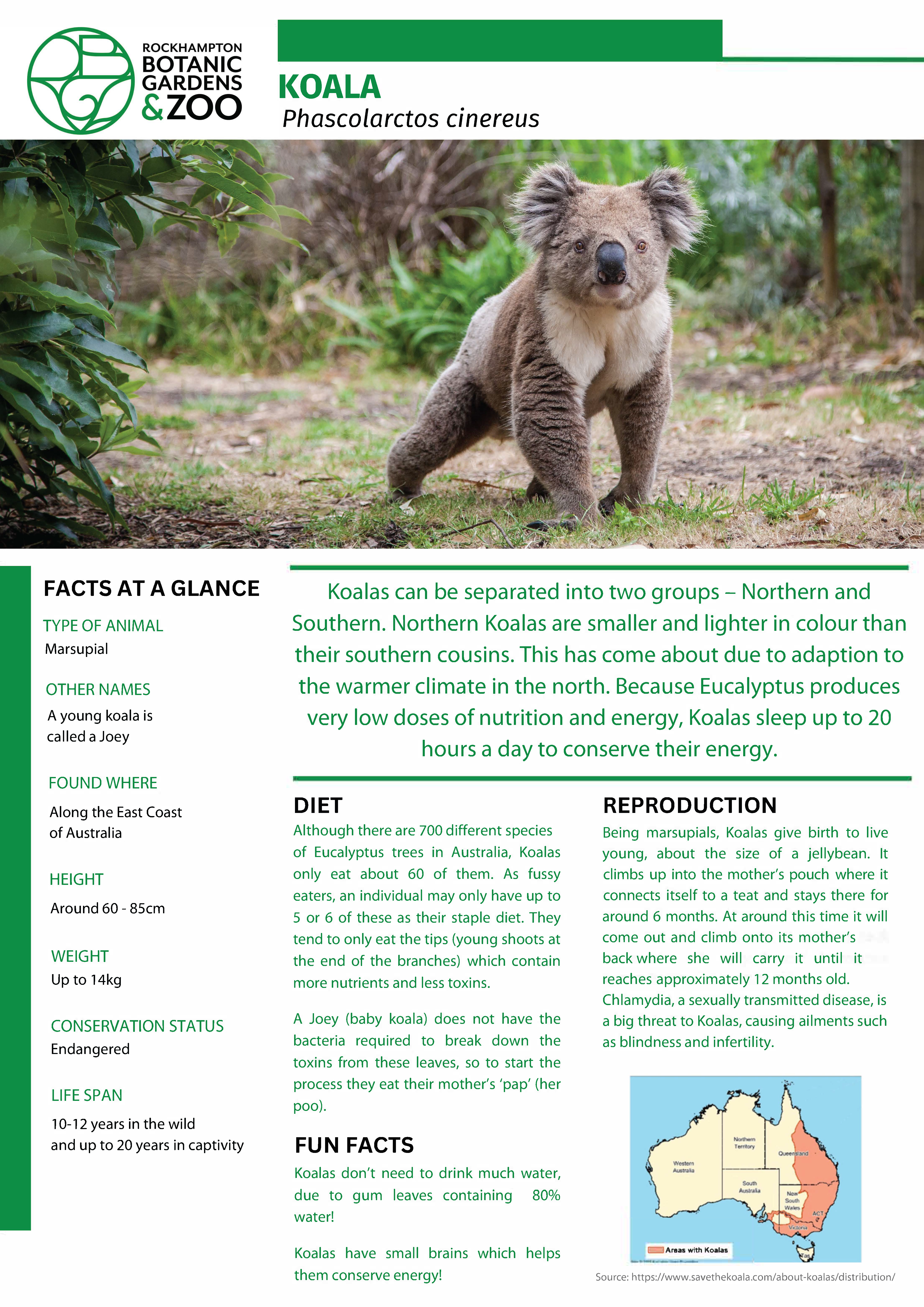 Koala-Educational-Fact-Sheet.png
