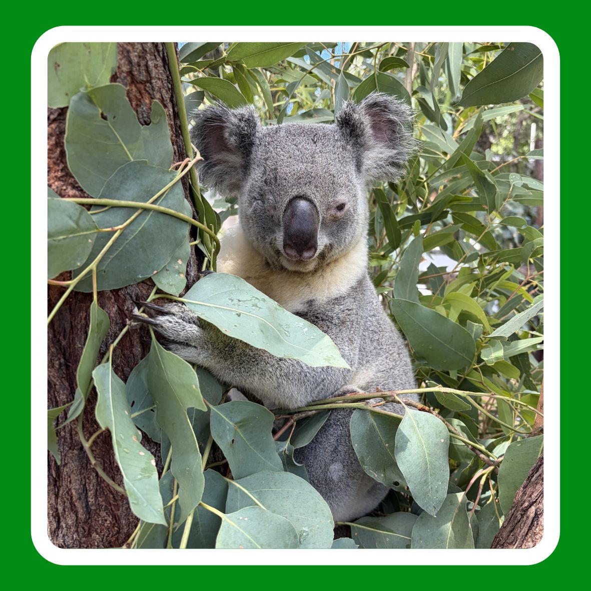 Adopt-a-Koala.jpg