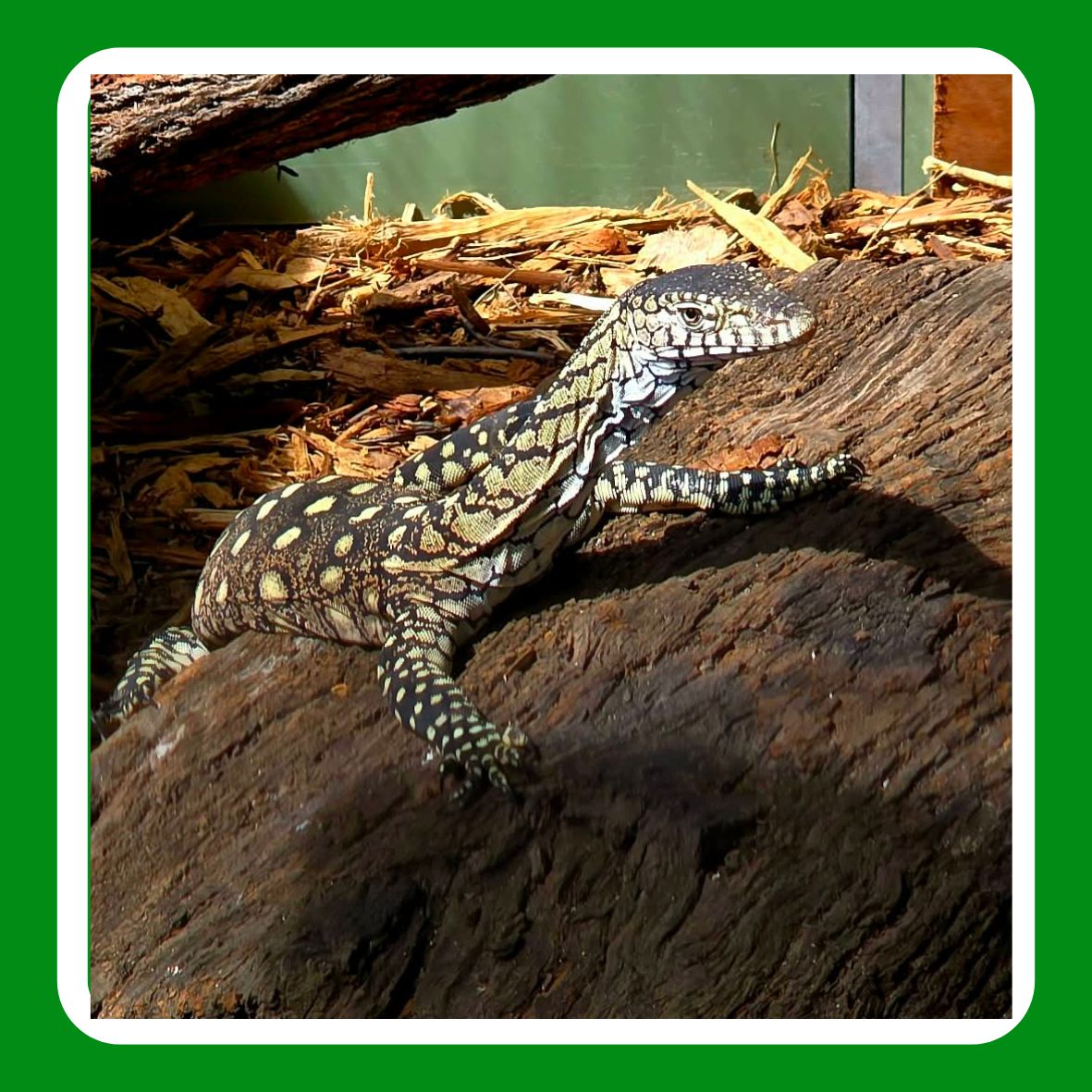 Adopt-a-Perentie.jpg