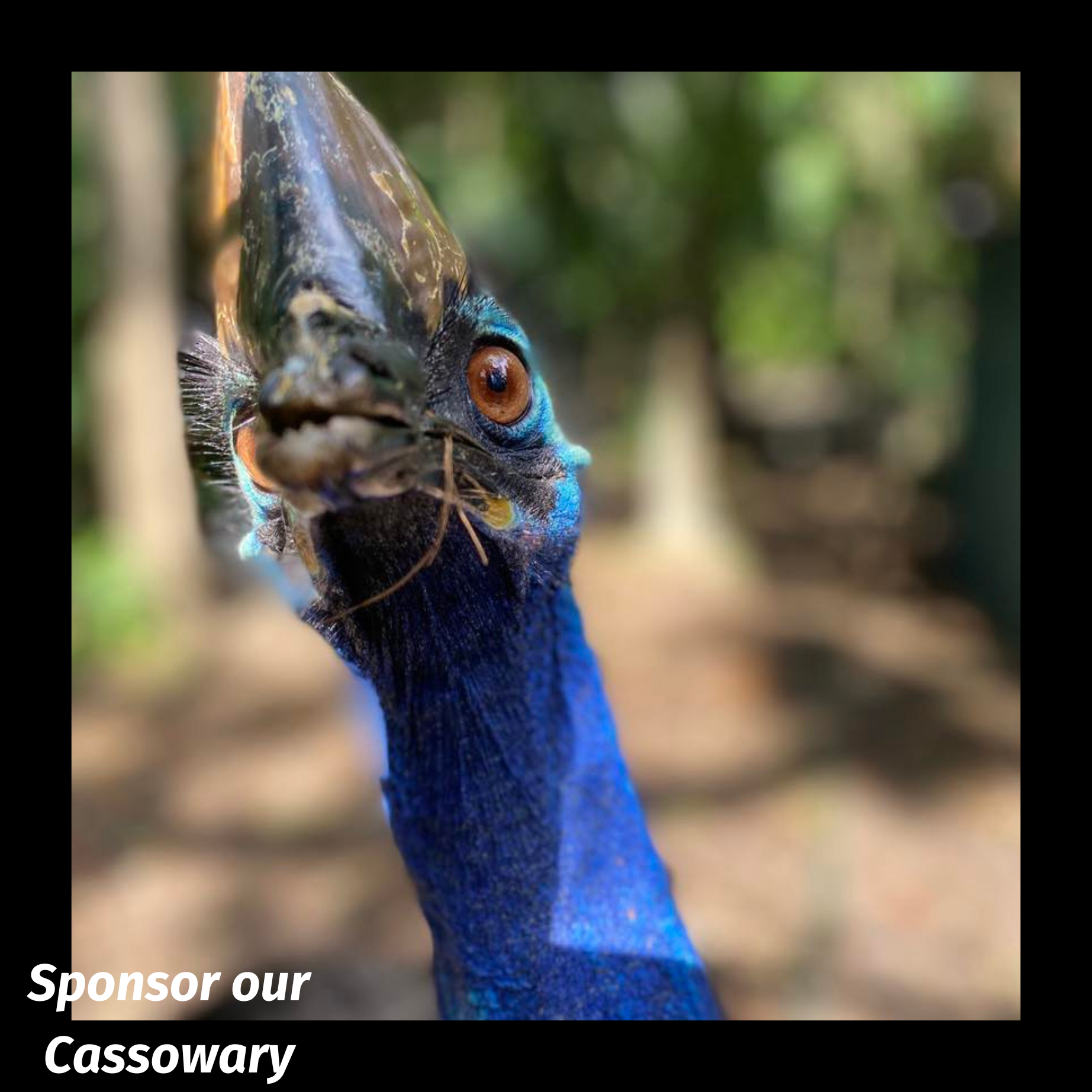 Cassowary-square_1.png