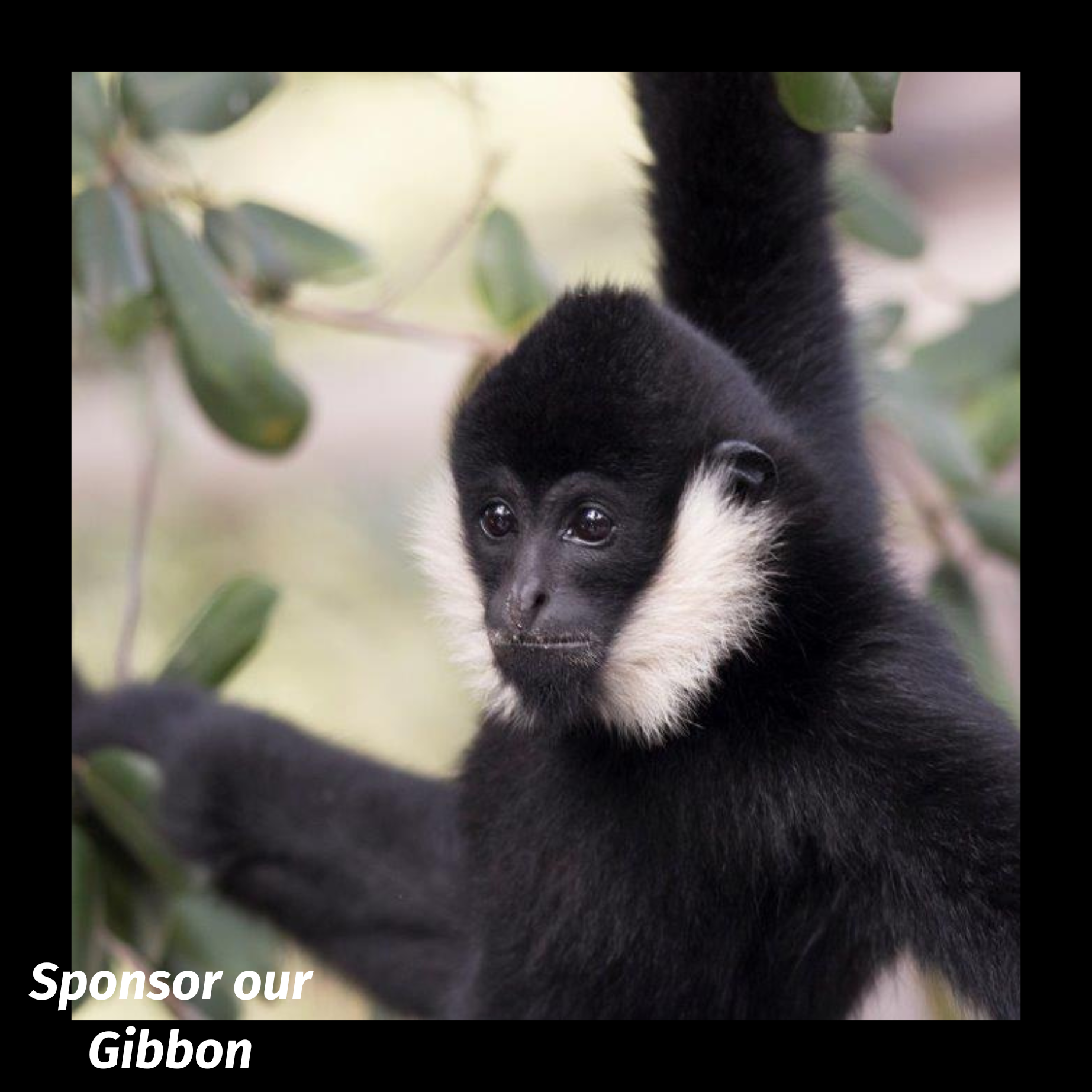Gibbon-square.png