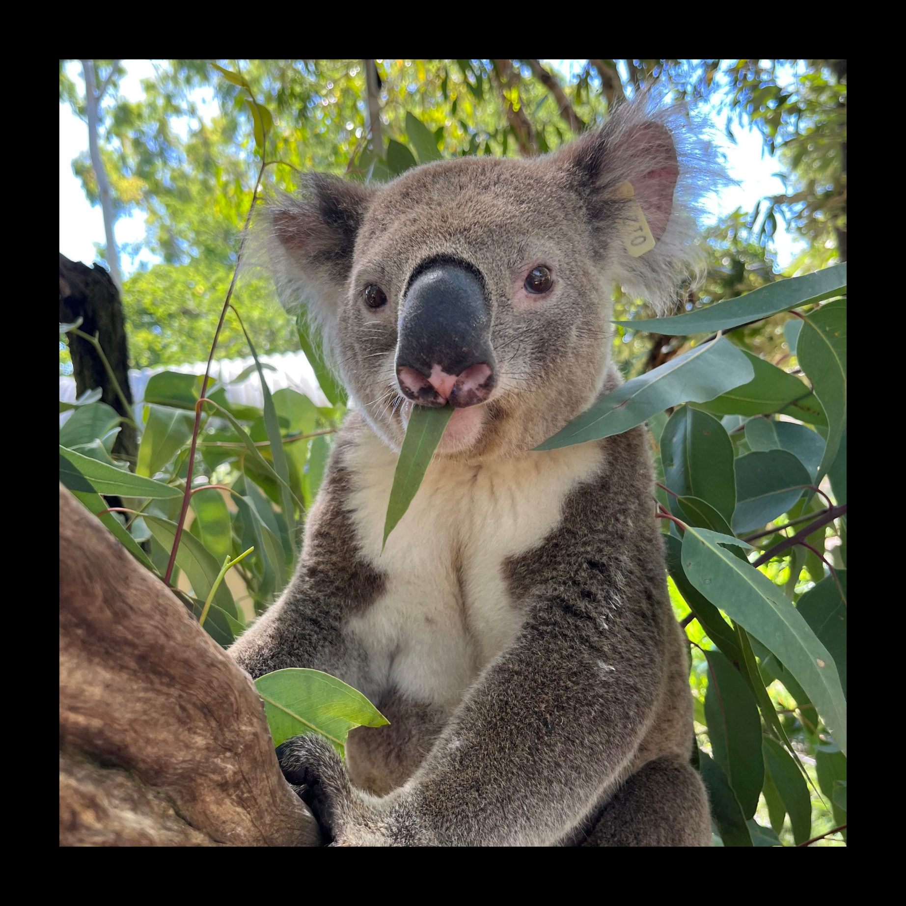 Koala-Adoption.png