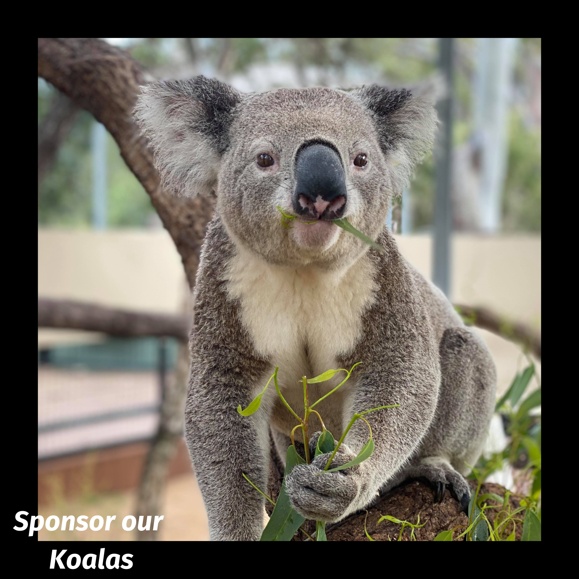 Koala-square.png