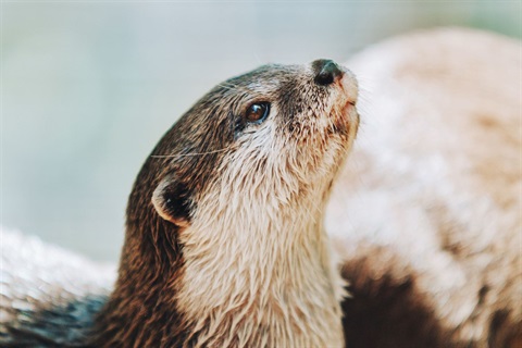 Otter-for-front-page.jpg
