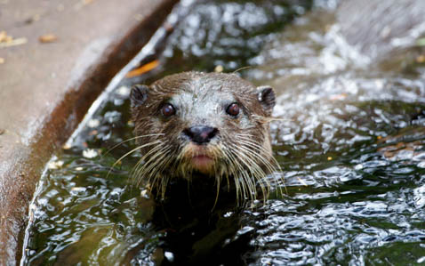 THUMB-Otters-Rockhampton-Zoo-5.jpg